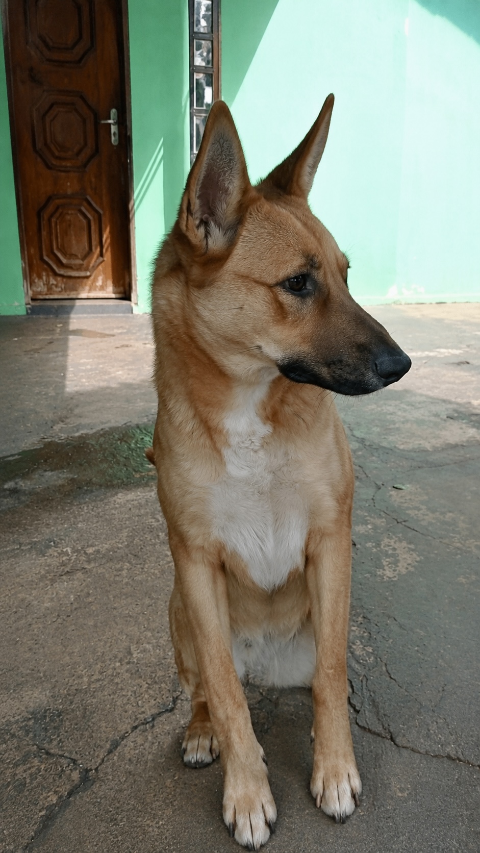 Willy